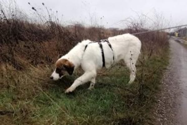 NICA - ganz viel Hund zum lieb haben