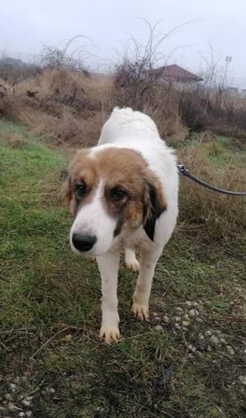 NICA - ganz viel Hund zum lieb haben