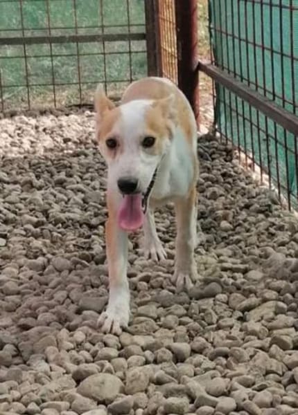 NICO - wird immer übersehen...