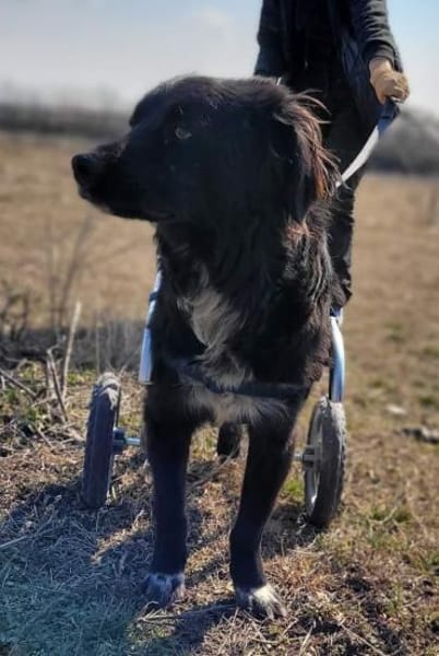 AUREL FLAICU - träumt von einem Zuhause