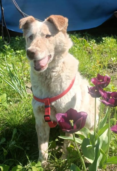 Sasha - sucht seinen Platz für's Leben