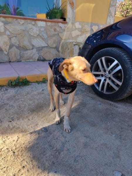 Oliver hätte gerne ein Zuhause