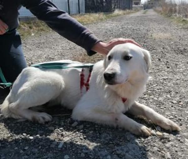 YUKI- sanfter Riese sucht seine Menschen