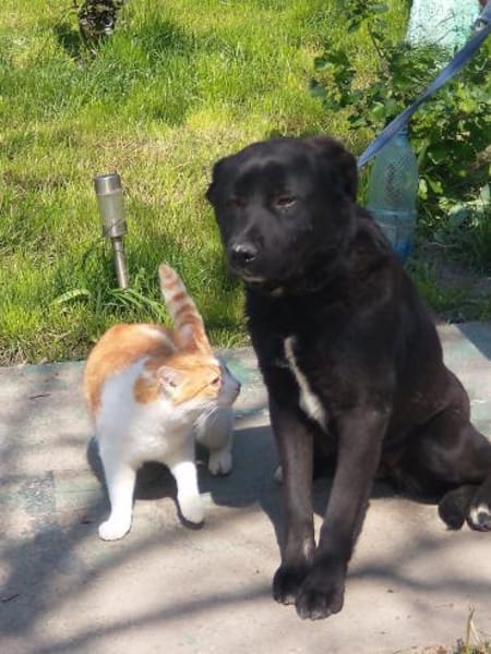 VALERIE - Zuhause gesucht