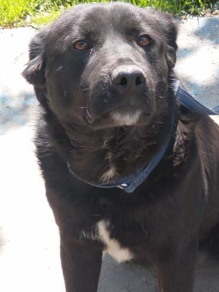 VALERIE - Zuhause gesucht