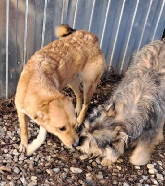 LOTTE - hätte gerne eine Familie