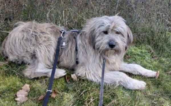 Hast du ein Herz für Apollo?