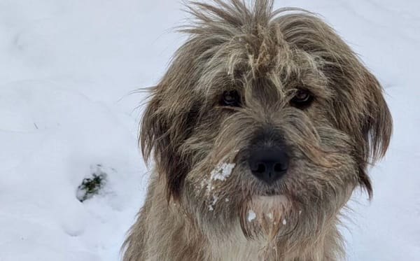 Hast du ein Herz für Apollo?