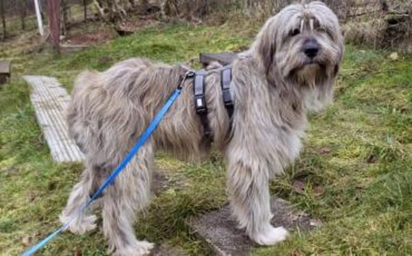 Hast du ein Herz für Apollo?