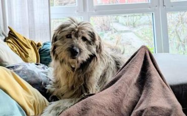 Hast du ein Herz für Apollo?