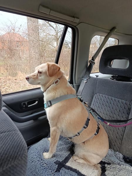 LENI - sanftes Hundemädchen