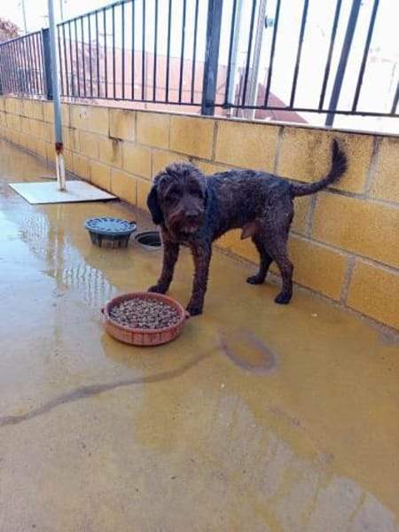 Lucas sucht sein Zuhause für Immer