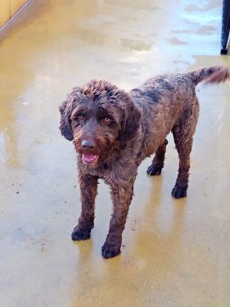 Lucas sucht sein Zuhause für Immer