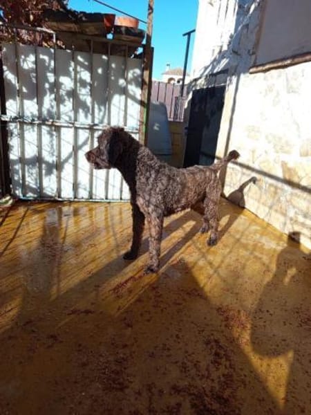 Lucas sucht sein Zuhause für Immer