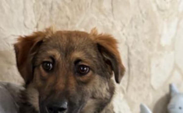 Barish - süßer Hundebub