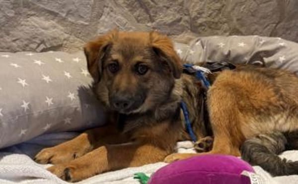 Barish - süßer Hundebub