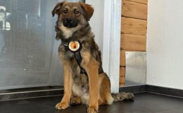 Barish - süßer Hundebub