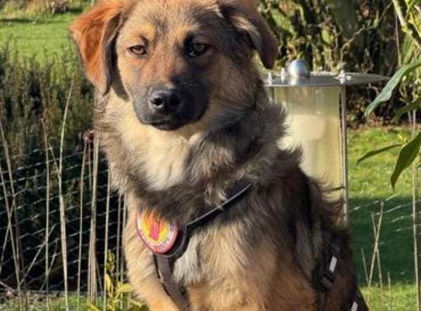 Barish - süßer Hundebub