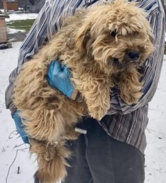 Winnie 44 cm (Pflegestelle)