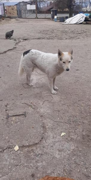 Nanuk lag schwer verletzt am Straßenrand