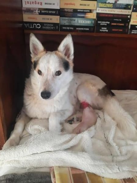 Nanuk lag schwer verletzt am Straßenrand