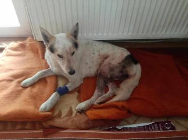 Nanuk lag schwer verletzt am Straßenrand