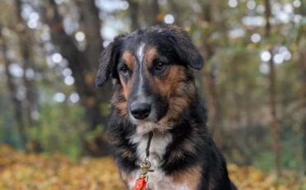 Goofy möchte endlich ankommen