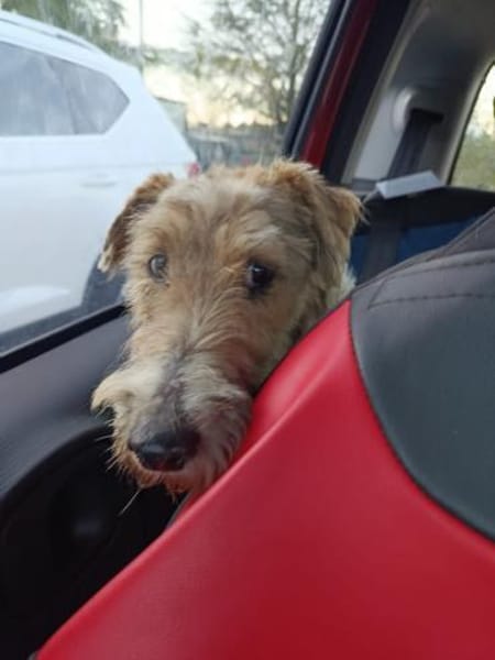 Basti  sucht ein schönes Zuhause