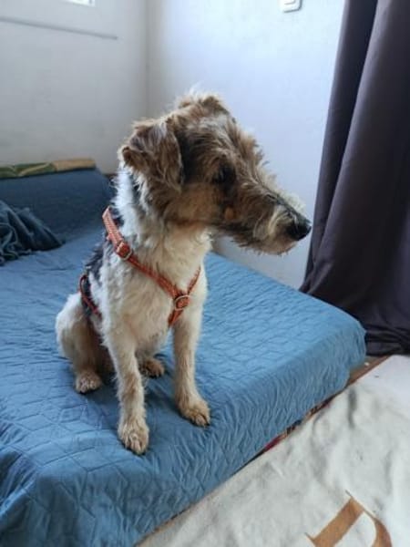 Basti  sucht ein schönes Zuhause