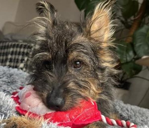 Happy End für Struppi gesucht