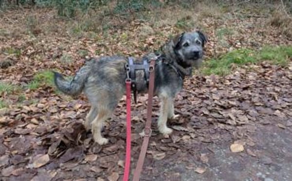 Zarte Hundeseele Kobe sucht Sicherheit