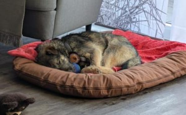 Zarte Hundeseele Kobe sucht Sicherheit