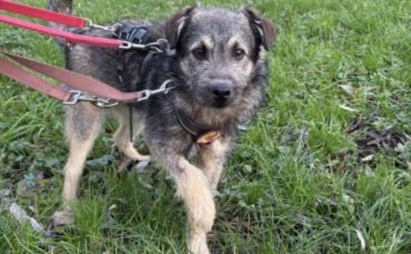 Zarte Hundeseele Kobe sucht Sicherheit