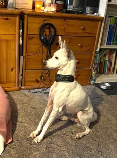 Boss - Energiebündel sucht Zuhause