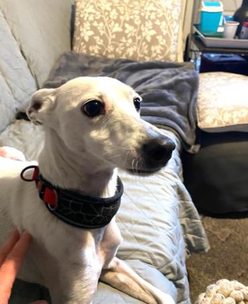 Boss - Energiebündel sucht Zuhause