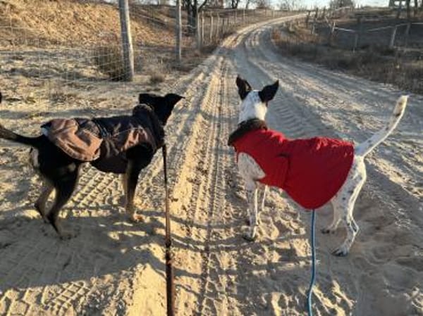 June, verspielt, aktiv, freundlich