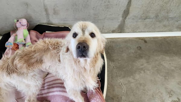 COGNAC QCN (a trouvé sa famille)