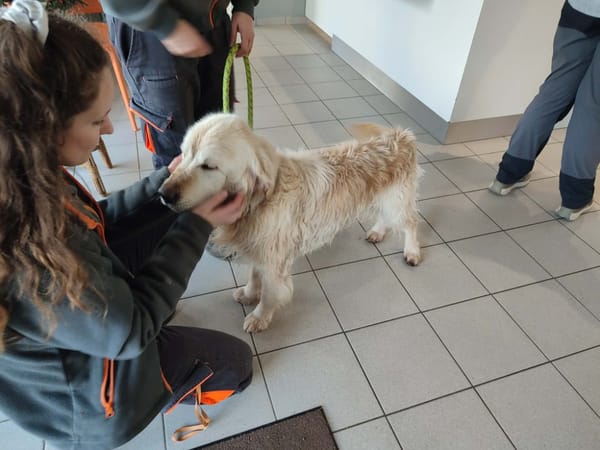 COGNAC QCN (a trouvé sa famille)