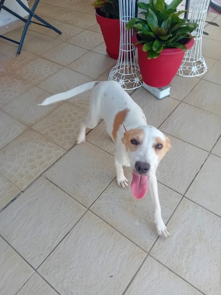 🐾 À L’ADOPTION – KARA, douceur et équilibre au rendez-vous ! 🐾