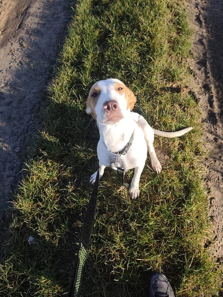 🐾 À L’ADOPTION – LOVA, la tendresse incarnée ! 🐾