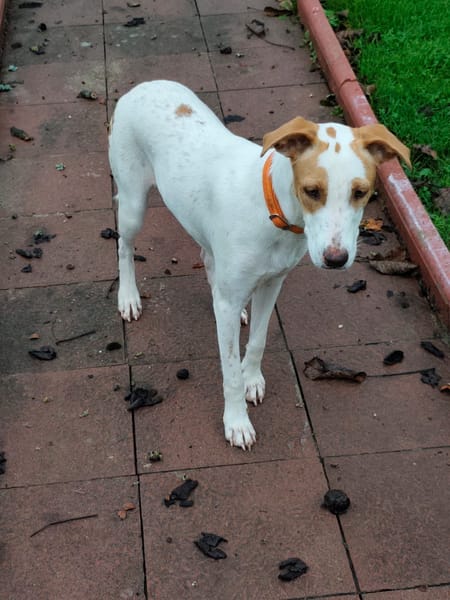 🐾 À L’ADOPTION – LOVA, la tendresse incarnée ! 🐾