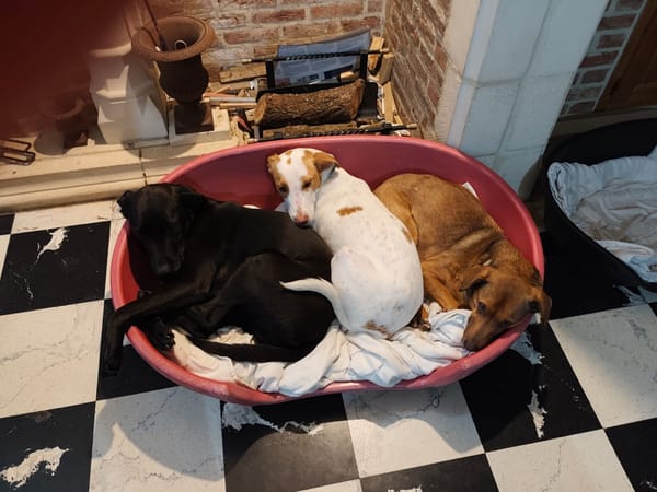 🐾 À L’ADOPTION – LOVA, la tendresse incarnée ! 🐾