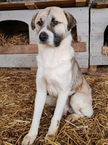 WICKIE auf PS in 65... Hünfelden