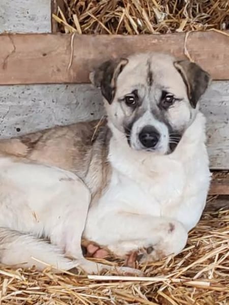 WICKIE auf PS in 65... Hünfelden