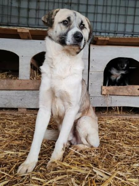 WICKIE auf PS in 65... Hünfelden