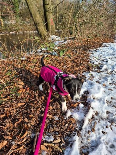 Nori - freundliches Hundemädchen 🍀