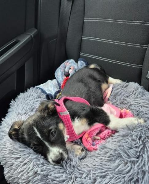 Nori - freundliches Hundemädchen 🍀