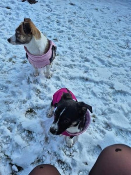 Nori - freundliches Hundemädchen 🍀