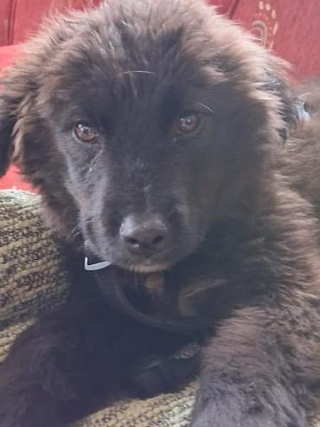 Welpe Leo in Baden-Württemberg