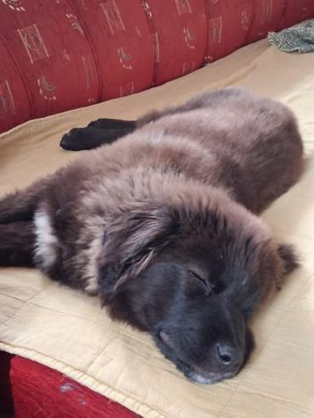 Welpe Leo in Baden-Württemberg